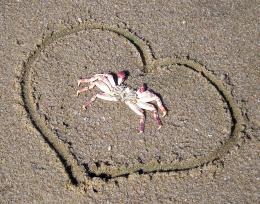 Washed up lil crab